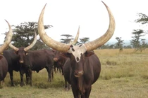 Loài động vật có cặp sừng lớn nhất thế giới, cả bộ tộc bảo vệ