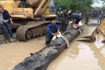 Đào móng nhà, mừng rơn vớ được khúc gỗ quý 350 tỷ đồng 