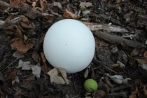 Nhặt được vật thể lạ màu trắng, sốc khi biết lai lịch thật