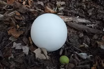 Nhặt được vật thể lạ màu trắng, sốc khi biết lai lịch thật