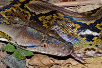 Thất kinh những lần 'quái thú' khổng lồ tấn công con người