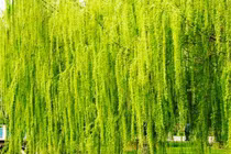 Các cụ dặn: “Trong sân không trồng 3 cây, con cháu bình an, vô sự"