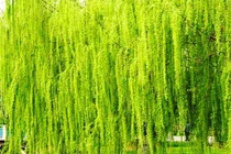 Các cụ dặn: “Trong sân không trồng 3 cây, con cháu bình an, vô sự"