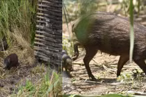 Loài lợn nhỏ nhất hành tinh, chỉ còn 150 con nằm trong Sách Đỏ