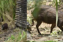 Loài lợn nhỏ nhất hành tinh, chỉ còn 150 con nằm trong Sách Đỏ