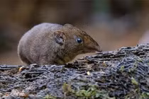 Loài động vật mới phát hiện ở Việt Nam: Là hậu duệ ma cà rồng? 