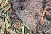 Phát hiện thủy quái răng nanh khủng, chuyên gia lập tức vào cuộc 