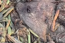 Phát hiện thủy quái răng nanh khủng, chuyên gia lập tức vào cuộc 