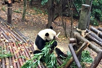 Vẻ ngoài bất ngờ của loài vật khiến sư tử phải 'dè chừng'