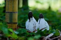 Loài nấm quý hiếm nhất thế giới, vẻ ngoài lộng lẫy như cô dâu