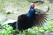 Loài gà điệu đà nhất chỉ có ở Việt Nam, nằm trong sách Đỏ