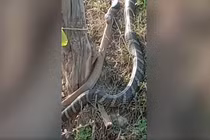 Hoảng hồn chứng kiến "quái thú" nuốt chửng đồng loại