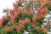 Cây cảnh may mắn, xuân xanh, hạ vàng, tài lộc trĩu cành