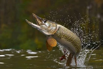  'Quái ngư' mệnh danh 'chó điên dưới nước' xâm chiếm sông Hoàng Hà