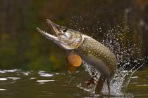  'Quái ngư' mệnh danh 'chó điên dưới nước' xâm chiếm sông Hoàng Hà