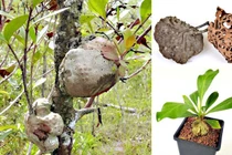 Loài cây quý hiếm phát triển cộng sinh cùng kiến