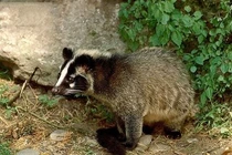 Lạng Sơn phát hiện 315 cá thể cầy vòi mốc không rõ nguồn gốc