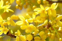 Cây cảnh cát tường, đuổi tà ma, thu hút điềm lành cho gia chủ