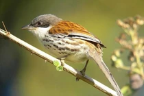 Loài chim hiếm bậc nhất thế giới bất ngờ xuất hiện ở Lâm Đồng