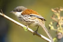 Loài chim hiếm bậc nhất thế giới bất ngờ xuất hiện ở Lâm Đồng