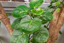 Cây cảnh trữ tiền, ăn ngon, chữa bệnh, thu hút may mắn, tài lộc