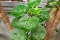 Cây cảnh trữ tiền, ăn ngon, chữa bệnh, thu hút may mắn, tài lộc