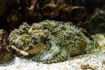 Loài cá xấu 'ma chê quỷ hờn' có ở Việt Nam, giá cực 'chát'