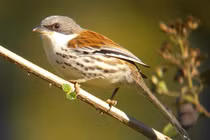  Loài chim quý hiếm của Việt Nam cả thế giới nỗ lực bảo vệ