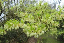 Loài cây trừ tà, dáng thanh tao, mang thịnh vượng cho gia chủ