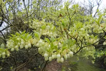 Loài cây trừ tà, dáng thanh tao, mang thịnh vượng cho gia chủ