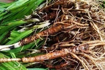 Loại cây dại trên núi 1 triệu/kg, Việt Nam có nhiều