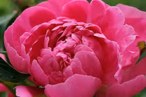 Ai sinh tháng Âm lịch này có nhiều phước báu, giàu sang cuối 2024