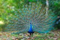 Top động vật mệnh danh "bậc thầy thả thính", số 8 cực "gắt"