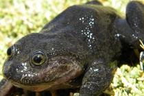 Loài ếch tuyệt tích gần trăm năm tái xuất, chuyên gia sửng sốt