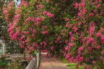 6 cây 'Thần Tài' trồng trong nhà, gia chủ ăn nên làm ra