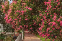 6 cây 'Thần Tài' trồng trong nhà, gia chủ ăn nên làm ra