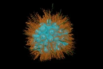 Sinh vật mới 'có mối quan hệ bất thường' với các loài xung quanh