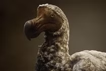 Hồi sinh động vật tuyệt chủng, số 7 gây tranh cãi lớn