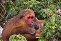 Khỉ mặt đỏ được tiếp nhận ở Huế: Loài trong Sách Đỏ