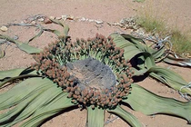 Loài cây được mệnh danh là 'hoá thạch sống', tồn tại hàng nghìn năm