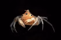 Kinh ngạc những động vật đột biến hiếm gặp trong tự nhiên