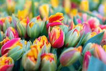 Những loài hoa đẹp nhưng cực độc, số 1 có đầy ở Việt Nam