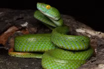 Khám phá bất ngờ về loài rắn độc mới xuất hiện ở Ninh Thuận