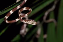 Kinh ngạc những loài rắn có đôi mắt to thô lố, nhìn phát hãi