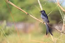 Chiêu trò sinh tồn độc lạ, tinh vi của các loài động vật