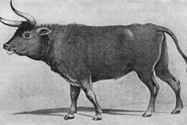 Những động vật chỉ còn trong truyền thuyết, số 3 gây tiếc nuối