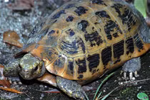 Rùa núi vàng cực hiếm xuất hiện ở Huế: Loài trong Sách Đỏ thế giới