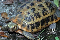 Rùa núi vàng cực hiếm xuất hiện ở Huế: Loài trong Sách Đỏ thế giới