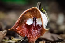 Những loài hoa kỳ lạ nhất hành tinh, số 1 gây ám ảnh