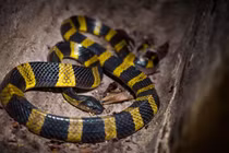 Loài rắn kịch độc của Việt Nam từng ám ảnh binh lính Mỹ